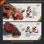 灵芝中药