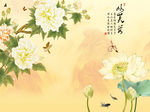 芙蓉荷花