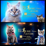 猫咪海报
