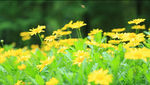 小菊花 高清