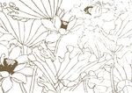 小碧池荷莲 插画