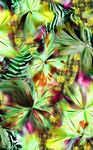 抽象蜘蛛花