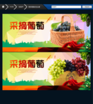 葡萄采摘节