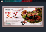 灵芝