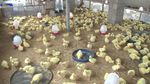 鸭子养殖