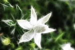 油画花卉