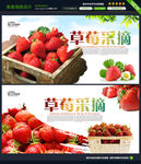 草莓 展板图片