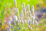 野草