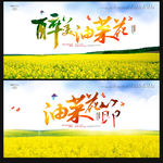 油菜花