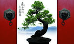 企业文化平面广告宣传素材 大树