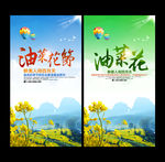 油菜花