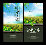 新茶上市