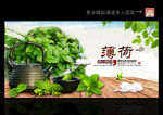 薄荷