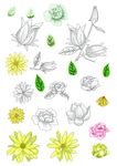 手绘彩色铅笔花卉集