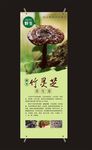 灵芝