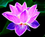 莲花