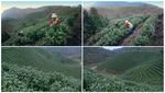 茶山采茶