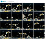 水墨动画荷花鱼塘大屏幕背景视频