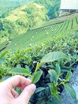茶叶  茶园
