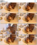 小猫喝水