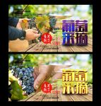 葡萄园 采摘园