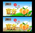 曹杏 杏熟了