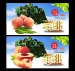桃子 采摘园