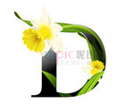 D英文字母