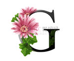G英文字母