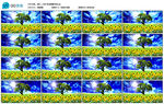 大树向日葵蝴蝶蓝天风车婚礼背景