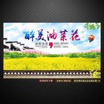 油菜花