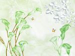 梦幻马蹄莲