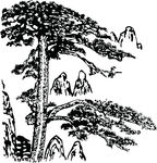 古典风情 松树