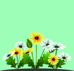 同公花