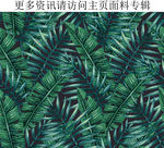 植物叶子背景棕榈叶热带棕榈印花