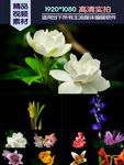 鲜花绽放记录