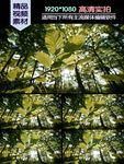 阳光穿透森林绿茵