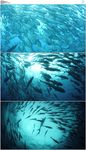海底鱼群