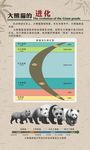 大熊猫的进化