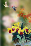 花鸟