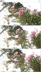 夹竹桃盛开