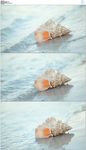 海滩贝壳