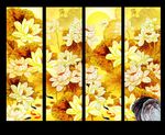 金色荷花