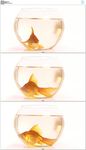鱼缸金鱼
