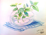 彩铅静物作业瓶中植物