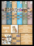 简约清新猫咪宣传海报设计