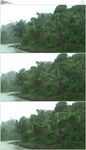 暴风雨吹打树木