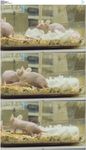 实验室两只小白鼠