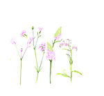 小花图案 分层