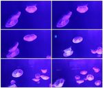 水族馆中的水母